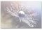 Paul Sinus Art Leinwandbilder | Bilder Leinwand 120x80cm Pusteblume mit Wassertropfen