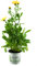 Ringelblume Pflanze, Calendula officinalis, Garten Ringelblume