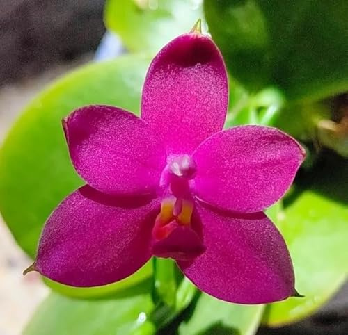Mounted Orchid: Phalaenopsis violacea Indigo Wood Mount
