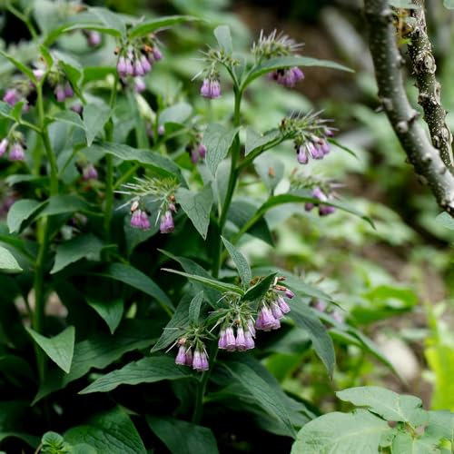 300 Pcs Beinwell Samen Bio - Symphytum Officinale - Kräutergarten Indoor, Deko Wohnzimmer, Frühlingsblumen, Echter Beinwell Samen, Bio Saatgut, Winterharte Sträucher, Wildblumensamen
