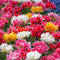 Blumenzwiebelmischung Murillo Tulpen | 50 Stück | Darwin Hybrid | Gemischt | Geeignet für Töpfe | 100% Blütegarantie