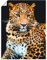 ARTLAND Wanddeko Poster & Kunstdrucke Wandposter 45x60 cm Tiere Wildtiere Leopard Fotografie Schwarz Wütender wilder Leopard S7NI