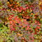 Strauch Prachtspiere 40-60cm - Spiraea vanhouttii