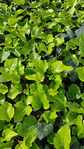 Hedera algeriensis 'Bellecour'® / Lierre des canaries/Conteneur de 2 à 2.9 litres