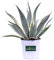 Pianta di Agave pianta grassa pianta da esterno pianta ornamentale di Agave pianta succulenta pianta con spine pianta vera venduta da eGarden.store (Agave Americana Marginata v.17 cm)