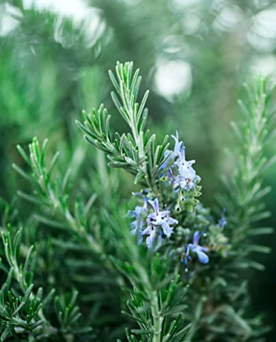 Pianta di Rosmarino Prostrato 'Rosmarinus Officinalis' Tappezzante - vaso Ø 14 cm - H. 20/30 cm