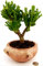 POWERS TO FLOWERS - CRASSULA OVATA HOBBIT BONSAI, ALBERO DI GIADA, IN VASO TERRACOTTA DECORATO, VASO 15CM DIAMETRO, pianta vera