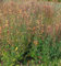 Duftnessel Sunset Tango - Agastache aurantiaca