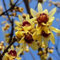 Chinesische Winterblüte - Chimonanthus praecox 30-40 C -