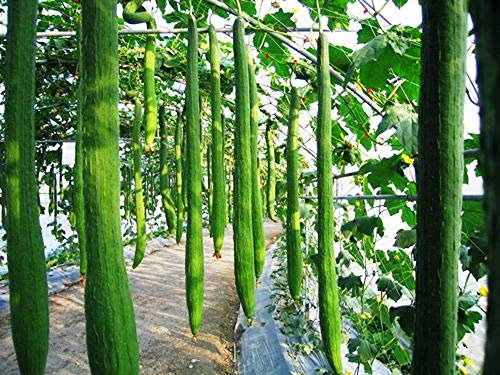 Luffa-Samen, Schwamm, Gurke, Handtuch, Bio-Gemüse, Luffa, Cylindrica, Luffa, eckig, 10 Samen