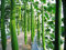 Luffa-Samen, Schwamm, Gurke, Handtuch, Bio-Gemüse, Luffa, Cylindrica, Luffa, eckig, 10 Samen