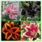 Lilien zwiebeln,Winterharte mehrjährig,Seltene Pflanzen,lilie riesen,lilienknollen,Lilien deko,Lilien im Topf,Asiatische lilien,lilien Zwiebeln Winterhart,lilie forever susan.-4zwiebeln-O