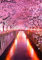 Zariocy 5D Diamond Painting Set Kirschblüten, Diamant Painting Bilder Landschaft Adult Runder Vollbohrer Diamant Stickerei Gemälde Kunsthandwerk Für Zuhause Wanddekoration 30x40 Cm