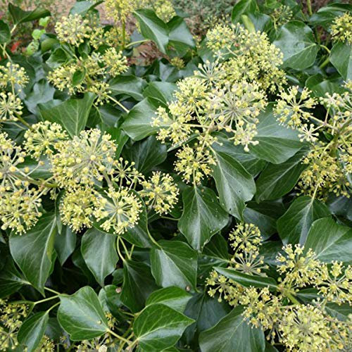 Kaukasischer Efeu 'Arborescens' - Hedera Colchica 'Arborescens' - 30-40 cm Topf - Große Blätter, robust