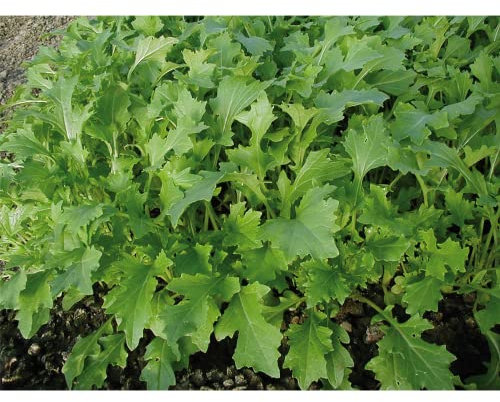 Stielmus 'Namenia' - Portion Bio-Samen (1 g), Inhalt reicht für ca. 5 m²