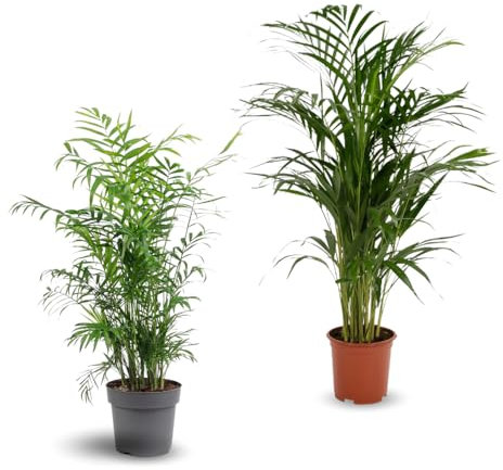Attitude Jardin - 2x mélange de plantes d'intérieur - chamaedorea - areca - palmier d'intérieur - Lot de 2-70-80 cm - ⌀ 17 cm - purificateur d'air