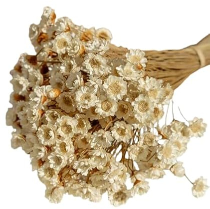 Glixia Natural Seca Ramo Versátil para Decoración Rústica y Modernista