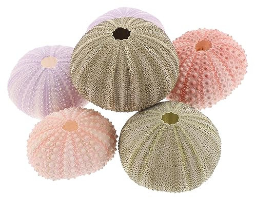Abaodam 6 Stück Handgefertigt Seeigel-Luftpflanze Seeigel-Fisch Aquarium-Dekoration Aquarium-Dekoration Seeigel-Pflanzenhalter Seeigel-Dekor Miniatur-Blumentopf Übertopf