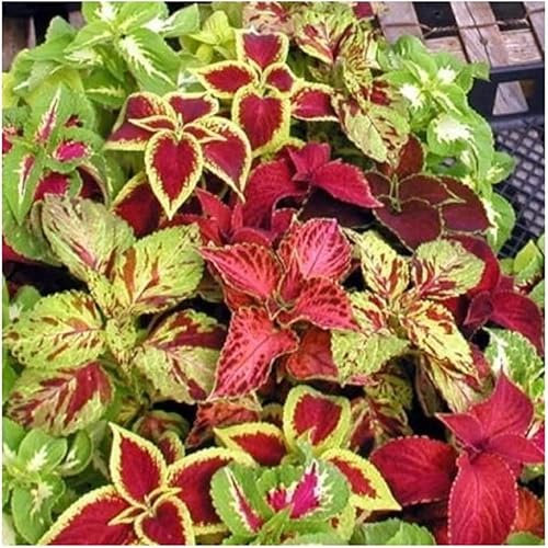100 Graines Semences - Coleus Rainbow Mix - plante d'intérieur annuelle - 121