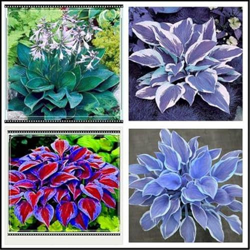 Hosta pflanze mix,Hostas funkien,Funkienzwiebeln, kältebeständige mehrjährige Pflanzen,Hosta mix pflanze winterhart-10zwiebeln-H