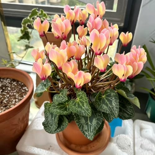 semi di ciclamino balcone insoliti d'appartamento purificatrici 40pcs