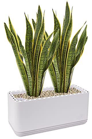 AIRY System L inkl. 2 Bogenhanfe & Airy Base Substrat • Natürlicher Luftreiniger eliminiert Schadstoffe, Allergene & Gerüche • Für Räume mit ca. 30qm • Made in Germany, 3302-603 antikweiss