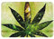 ZORIN Shining Cannabis Weed Flanell Willkommens-Fußmatte, rutschfest, saugfähig, Fußmatten für den Innenbereich, Schlafzimmer, Küche, Eingang, Badezimmer, 40,6 x 61 cm