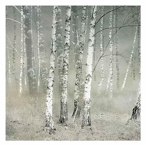 Bilderwelten Fototapete Wald 240 x 240 cm Vlies-Tapete XXL Waldtapete Ruhender Birkenwald Smart Wandtapete Wanddekoration Wohnzimmer Schlafzimmer