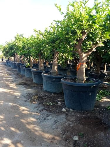 Sunny Tree - Limettenbaum - 30 Jahre alt - Citrus Latifolia - Zitruspflanze - Obst - 180 zentimeter - A+ Ware