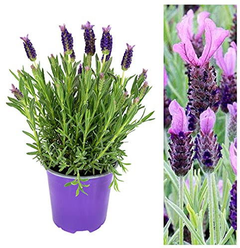 French Lavender Plant Anouk Butterfly Bush in a 14cm Pot - Grow Your Own Herb Outdoor Garden Ready - Ready to Plant Outside for Patio Pots Planters and Borders
