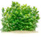 USCAPE Staurogyne repens - Kriechende Staurogyne in vitro XL - 8,5cm Bechergröße - in vitro Wasserpflanzen für Aquarien