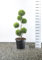 Scheinzypresse Kugel-Formschnitt - Chamaecyparis lawsoniana 'Ivonne' - verschiedene Größen (100-120cm - Ø 36cm -20Ltr.)