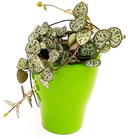 POWERS TO FLOWERS - CEROPEGIA WOODII IN VASO CERAMICA VERDE, Collana di Cuori, Pianta da Interno, Pianta Vera