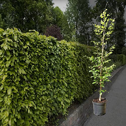 Hecken Helge/Rotbuche / 125-150 cm / 10 Stück / 3 Meter