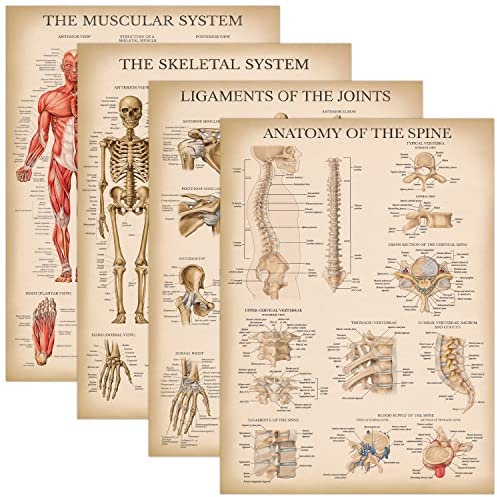 Palace Learning 4 Stück – Vintage-Anatomie-Poster-Set – laminiert – Muskular, Skelett, Bänder der Gelenke, Anatomie der Wirbelsäule – Anatomisches Diagramm-Set – 45,7 x 61 cm