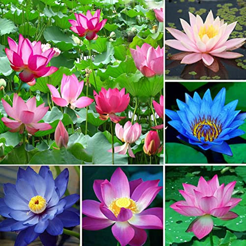 Haloppe 10 Stück Lotusblumen Pflanzensamen für die Bepflanzung des Hausgartens, Candock Wasserpflanzen Lily Hydroponische Stauden Lotusblumensamen Lotus-Samen