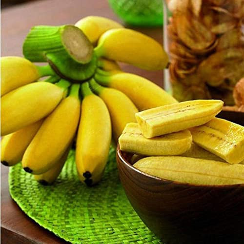 Haloppe 100 Unids Semillas de Frutas de Plátano para la Plantación de Jardín en el Hogar, Semillas de Árbol de Plátano Enano Mini Bonsai Fruit Exotic Home Garden Office Plant Semillas de plátano