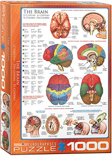 empireposter Das Gehirn Funktion, Anatomie und Chirurgie - 1000 Teile Puzzle im Format 68x48 cm