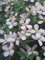 Clematis montana Morning Yellow - Waldrebe Morning Yellow