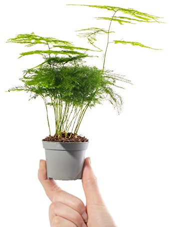 Baby Asparagus Fern Plant - Asparagus Plumosus Small Indoor Evergreen Perennial Houseplant in 6cm Pot | Miniature Plant with Feathery Foliage | for Home and Office | Grow Your Own Baby Plants