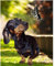 Puzzle 1000 Piece for Adult Sausage Dog and Butterfly Suitable for People Over 12 Years Old