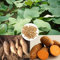Benoon 100 teile/tasche dioscorea esculenta samen garten samen essbare hohe Keimung nahrhaft niedrig in fetten gartensamen für pflanzen Gelb