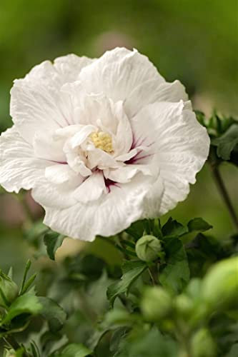 Hibiscus syriacus 'China Chiffon' 40-60 cm - Gartenhibiskus, zartrosa Blüten, Blütezeit Juli-Oktober, ideal für Hecken, pflegeleicht und winterhart