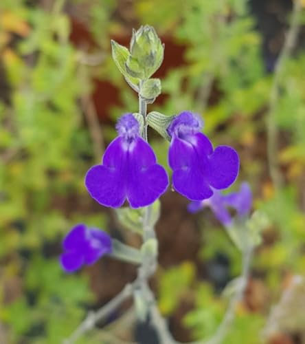 Salvia chamaedryoides/Sauge bleue du Mexique/Conteneur de 3 à 4 litres/Vivace