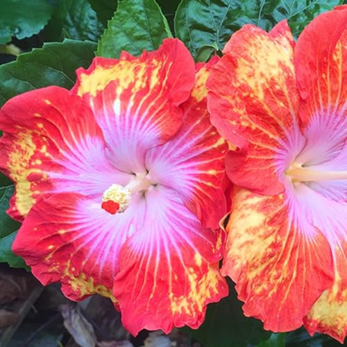 Hibiscus Pflanzen zwiebeln,winterharte mehrjährige pflanzen, krautige pflanzen,Hibiscus Pflanzen,Pflanzen in Top Qualität,hibiskus pflanzen(kältebeständig,nicht künstlich)-1zwiebeln-D
