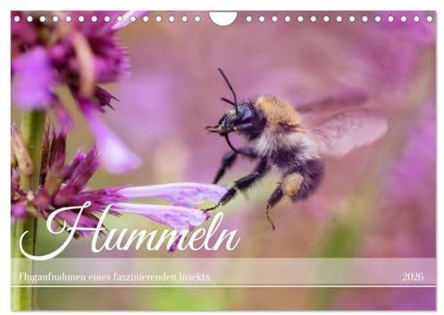 Hummeln - Flugaufnahmen eines faszinierenden Insekts (Wandkalender 2026 DIN A4 quer), CALVENDO Monatskalender: Makrofotografien von fliegenden Hummeln (CALVENDO Tiere)