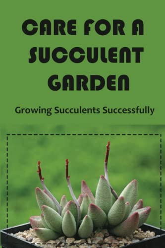 Care For A Succulent Garden: Growing Succulents Successfully
