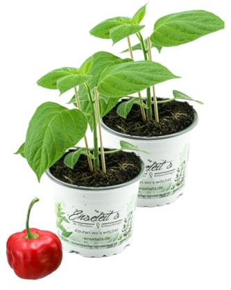 2er Set Baumchili, chili, Baumchili Pflanze kaufen, Baumchili im 12cm Topf