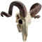 Veronese Design 10 5/8 Inch Corsican Ram Skull AnimalHorns Resin Wall Sculpture