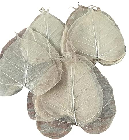 CleanPrince Skelettblätter rund Natur 1000 Stück Skelett vom echten Buddhabaum | 65, 80, 90, 100 und 130 mm Abmessungen gemischt beige rund